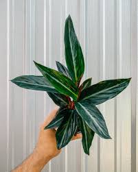 Image result for stromanthe