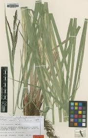 Image result for Lipocarpha rehmannii