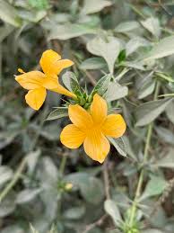 Image result for Barleria sp. D (near holubii)