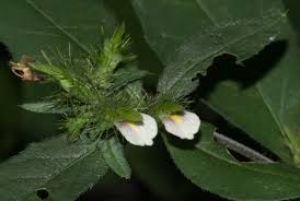 Image result for Blepharis maderaspatensis