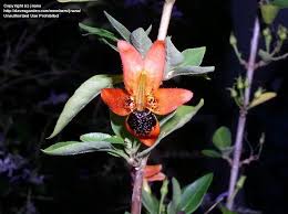 Image result for Ruttya fruticosa