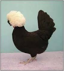 That pretty much sums up the polish chicken. Polish Chicken Google Images Beautiful Chickens Polish Chicken Pet Chickens