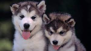 Check spelling or type a new query. Siberian Husky Puppies Wallpapers Wallpaper Cave