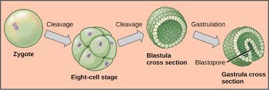 The cells involved in sexual reproduction or we can say that they are sexual reproductive cells. Animal Reproduction Biology For Majors Ii