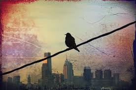 Bird On A Wire Action Bronson Lyrics Bird On A Wire Photograph By Bill Cannon