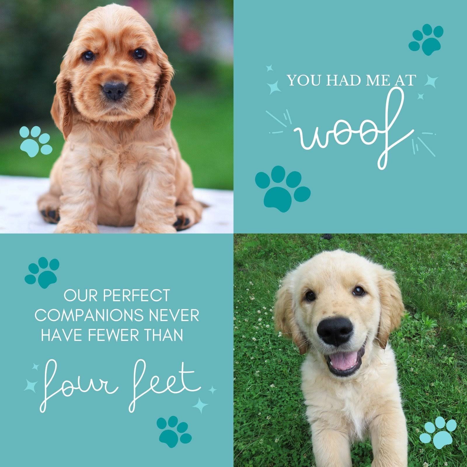 pet product image