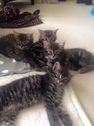 Glaring is pretty good though, because this. Cats Protection Gosport Town Branch Did You Know A Group Of Kittens Is Called A Kindle Cats Can Start Breeding From As Young As 4 Months The Largest Litter Of Kittens