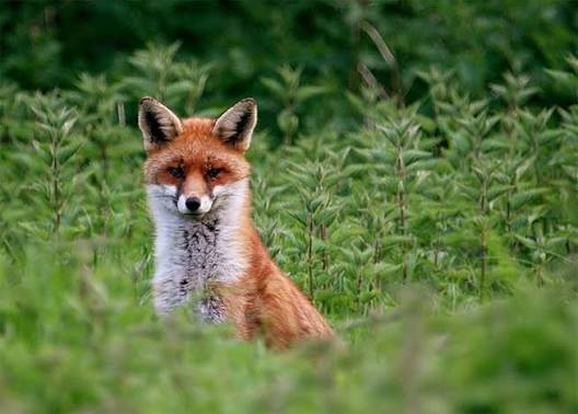 End Fox Hunting | The League