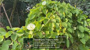 Image result for Cyathula orthacantha