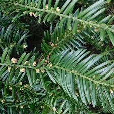 Image result for Polycarpaea prostratum