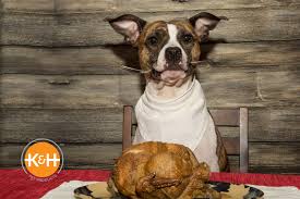 Since turkey is low in myoglobin (a protein that gives red meat its color), it is classed as white meat. Can Dogs Eat Turkey Meat K H Pet Products