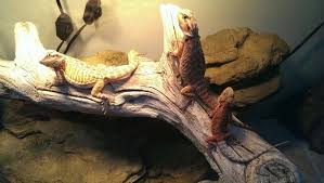 New Tank 120 Gallon For The Girls Bearded Dragon New Tank Animals