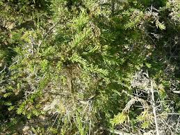 Image result for Suaeda monoica