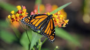Hours may change under current circumstances Growing A Non Native Milkweed Cut It Back Before Thanksgiving