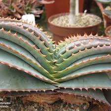 Image result for Aloe buchananii