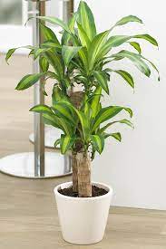 Plantas para decorar patios y jardines. 30 Plantas De Interior Resistentes Y Faciles De Mantener