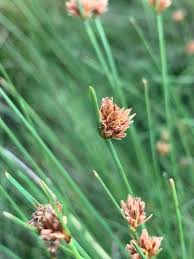 Image result for Bulbostylis scabricaulis
