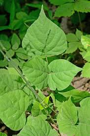 Image result for Hylodesmum