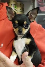 Maybe you would like to learn more about one of these? All Better Pets Pet Adoption Manchester Nh Phone Number