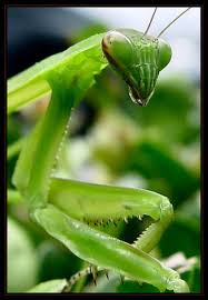 If you have the temperature and humidity levels, then get do your research before you commit to buying any pet, please do your own independent research. How To Care For A Pet Praying Mantis Pethelpful By Fellow Animal Lovers And Experts