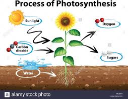 Photosynthesis Diagram Stock Photos Photosynthesis Diagram