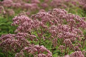 Fall perennials take over for the summer flowers and keep the garden showy as the days get shorter. 10 Perennials For Late Summer And Fall Color Costa Farms