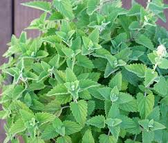 Mosquito Resistant Plants Google Search Mosquito Repelling Plants Natural Mosquito Repellent Plants Plants