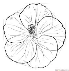 How To Draw A Hibiscus Flower Step By Step Drawing Tutorials Flower Drawing Tutorials Hibiscus Flower Drawing Roses Drawing