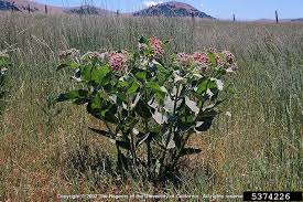 Showy Milkweed Asclepias Speciosa Gentianales Asclepiadaceae 5374226