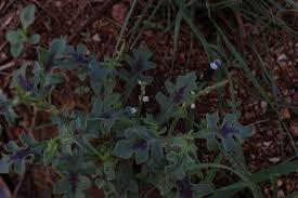 Image result for Oxygonum