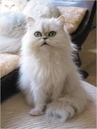Pin By Bobby Schaefer Schaef Designs On Cat Portraits Beautiful Cats White Cats Cat Personalities