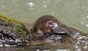 Pin By Nicole Bauer On Animal Love Australia Animals Platypus Animals