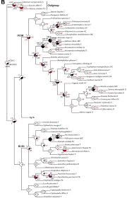 Image result for Colletoecema