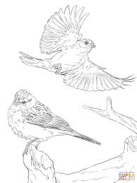 Sparrow Bird Drawing For Kids With Colour Two Chipping Sparrows Animal Coloring Pages Bird Coloring Pages Free Printable Coloring Pages