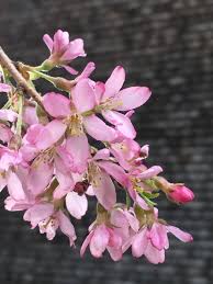 Kirschbluten In 2020 Kirschbluten Kirschblutenbaum Blumen Hakeln Anleitung