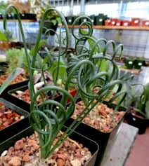 Image result for Albuca nigritana