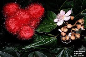 Image result for Bixaceae