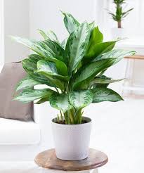 Pin On Home Decor Inspiring Ideas