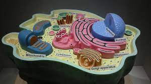 Animal cells have many different structures depending on their function. File Structure Of Animal Cell Jpg Wikimedia Commons
