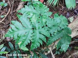 Image result for Tectariaceae