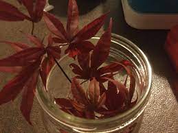 How To Root Japanese Maple Bloodgood Cuttings Gardening Garden Diy Home Flowers Roses Japanese Maple Tree Japanese Maple Tree Landscape Japanese Maple