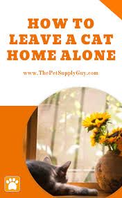 Leaving Cats Alone For 3 Days What To Know Before You Go In 2020 Cat House Cats Cat Care Tips