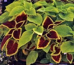 Image result for Coleus zombensis