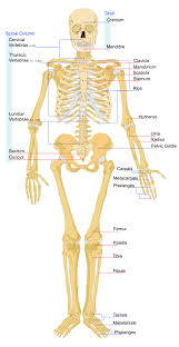 Bones of the skeleton are split into two groups: Types Of Skeletal Systems Boundless Biology