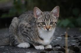 Whether male or female, you can get your cat spayed/neutered around puberty. Don T Delay Neuter Or Spay Friends Of Animals