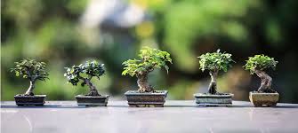 Per poter scegliere nel modo migliore il proprio bonsai da interno, bisogna tener presente alcuni fattori particolarmente importanti. I Migliori Bonsai Confronti E Prezzi Di Marzo 2021