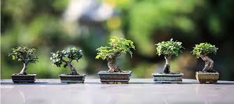 Discorso diverso per il patio interno che spesso, trovandosi al piano terra, ha del terreno in qualche aiuola. I Migliori Bonsai Confronti E Prezzi Di Luglio 2021