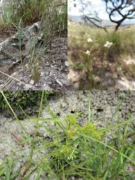 Image result for Cyperus cyperoides