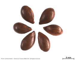 Image result for Manilkara obovata