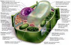 Maybe you would like to learn more about one of these? Biology Lab 4 Cell Structure And Function Flashcards Cram Com